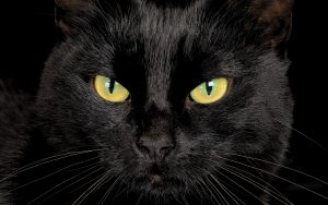 Facts About Black Cats
