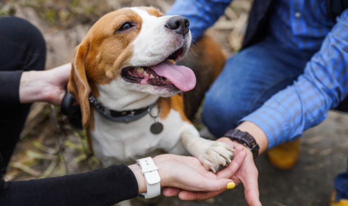 Sensitivities and Animal Connections
